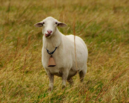 The bellwether sheep, who leads the flock. Photo from Goodreads.