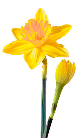 daffodilMarch