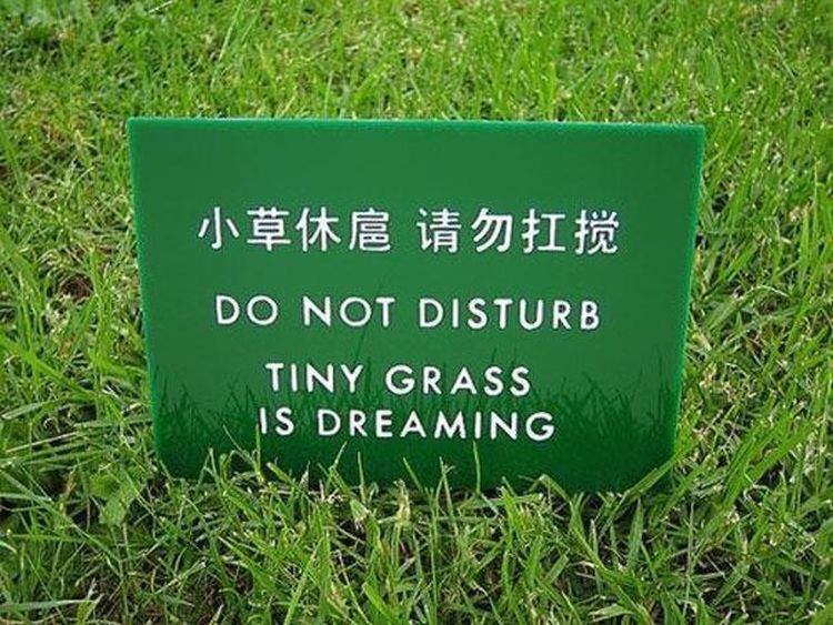 tiny grass